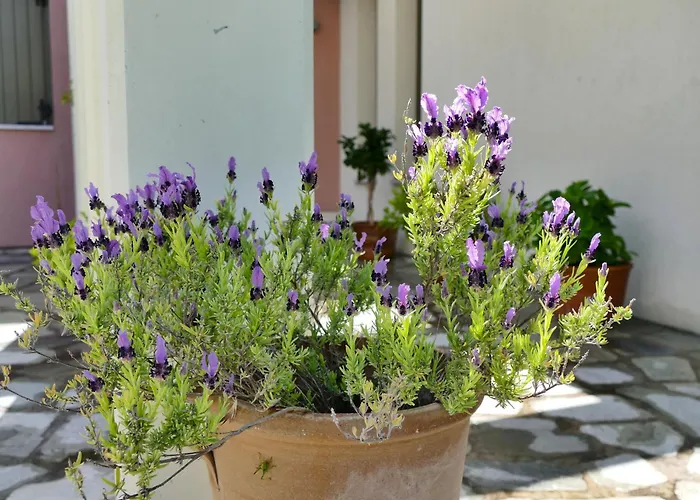 Art Pelion * 阿格里亚