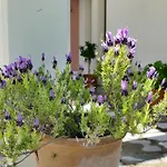 Art Pelion * Агрия