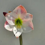 Art Pelion Вилла